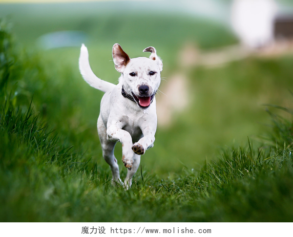 夏日草地上奔跑的狗运行狗